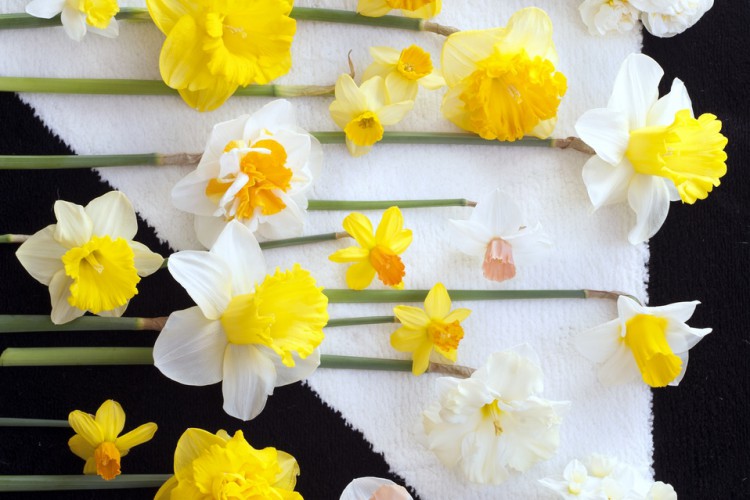 Narcis symbool voor leven en lentegevoel